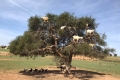 Argan-Essaouira